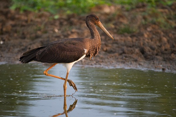 Black stork (Ciconia nigra), young bird, Mecklenburg-Western Pomerania, Germany, Europe