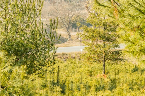 Young pine trees growing in a densely packed forest, in South Korea