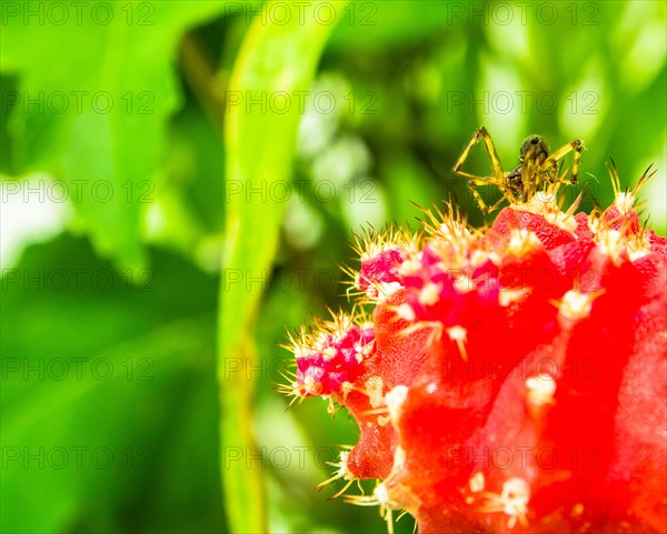 A small spider perched on a vibrant red cactus, surrounded by sharp green thorns, in South Korea