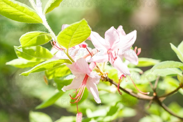 Rhododendron (azalea) flowers of various colors in the spring garden. Closeup. Blurred background