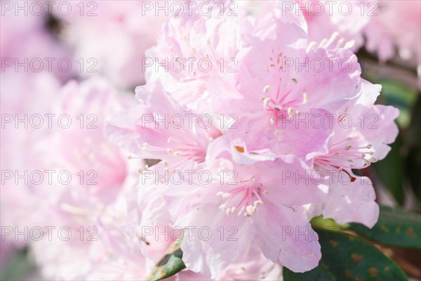 Rhododendron (azalea) flowers of various colors in the spring garden. Closeup. Blurred background