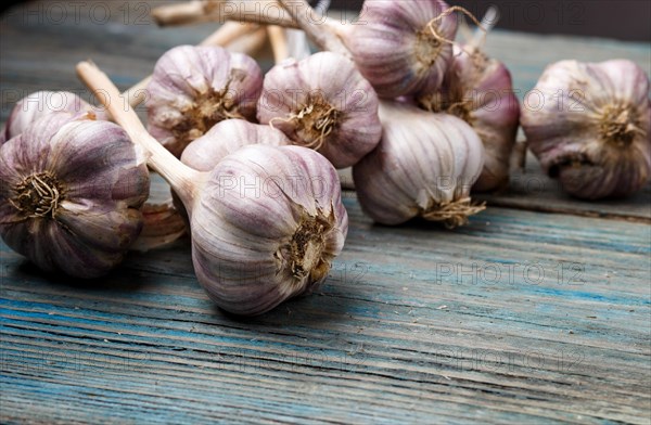 Fresh violet garlic on a blue rustic wooden background