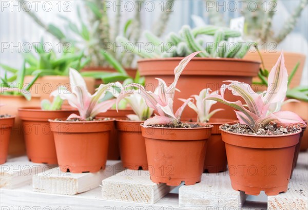 Various types of succulent in flower pots in the greenhouse. Closeup, selective focus