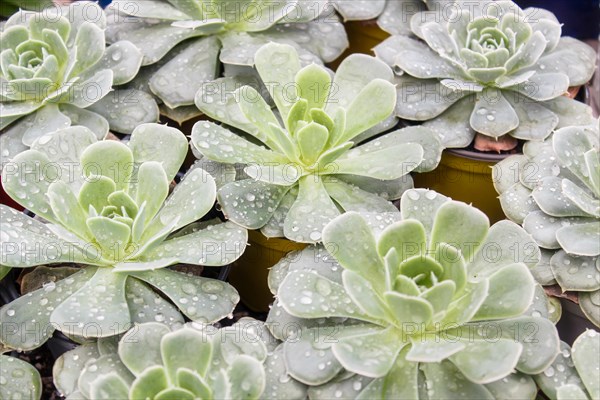 Various types of succulent in flower pots in the greenhouse. Closeup, selective focus