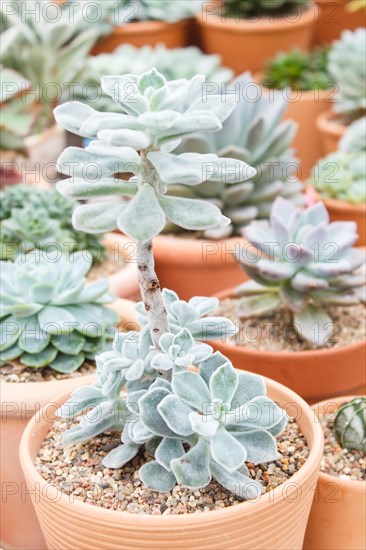 Various types of succulent in flower pots in the greenhouse. Closeup, selective focus