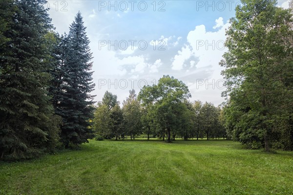 Old park with green lawns and big trees. Belarus