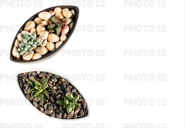 Small succulents in a ceramic pot on a white background with copy space. top view