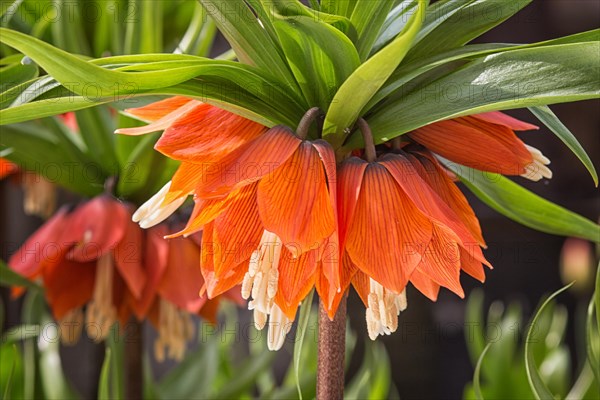 Crown imperial fritillary (Fritillaria imperialis) flowers. Orange color of the flowers and with green color of leaves