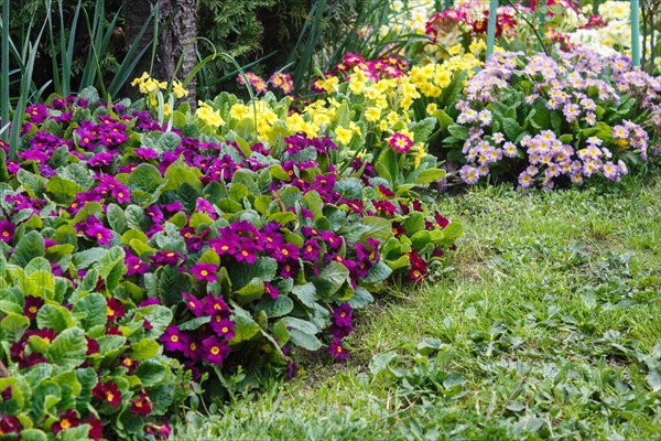 Primrose or primula in the spring garden. Purple, pink, yellow, white primroses in spring garden