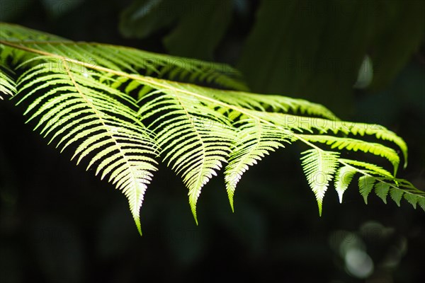 Ornamental bright green fern leaves in the botanical garden