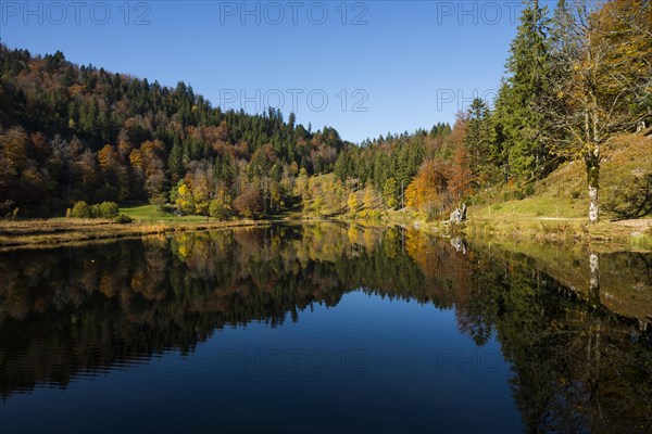 Lake with autumn forest, water reflection, Nonnenmattweiher, Neuenweg, Black Forest, Baden-Wuerttemberg, Germany, Europe
