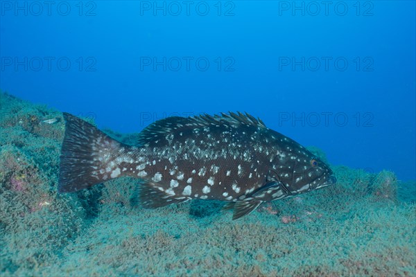 Dusky grouper (Epinephelus marginatus) (Mycteroperca marginatus), El Cabron marine reserve dive site, Arinaga, Gran Canaria, Spain, Atlantic Ocean, Europe