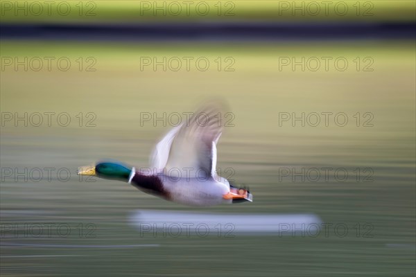 A male mallard (Anas platyrhynchos) in flight over a pond, captured with motion blur, Hesse, Germany, Europe