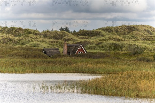 Swedish house behind reed belt at Nyminde Strom in front of dune landscape, Norre fog, Region Syddanmark, Denmark, Europe