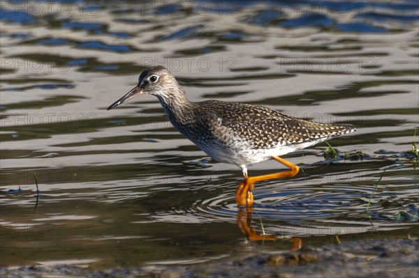 Common redshank (Tringa totanus) wading through the water in search of food, Henne, Region Syddanmark, Denmark, Europe