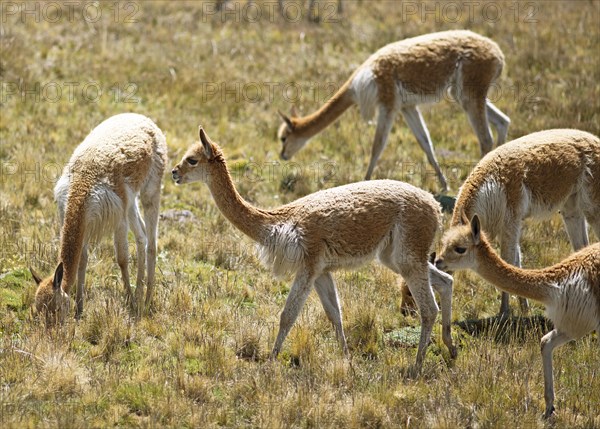 Vicunas or vicunas (Vicugna vicugna) in a meadow in the Andean highlands, Andahuaylas, Apurimac. region, Peru, South America