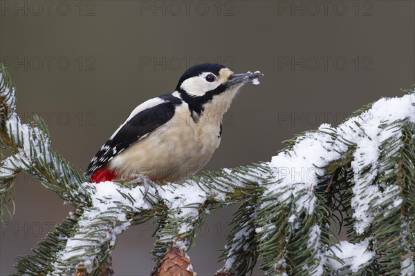 Great spotted woodpecker (Dendrocopos major) adult bird on a snow covered pine tree branch, England, United Kingdom, Europe