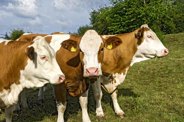 Female domestic cattles (Bos taurus) without horns, curious cows on pasture, Nidda, Hesse, Germany, Europe