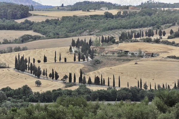 Cypress avenue with farmhouse, south of Pienza, Tuscany, Italy, Europe