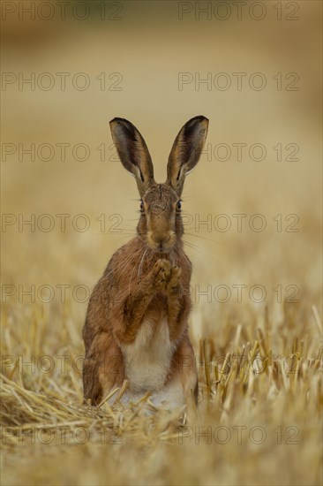 Brown hare (Lepus europaeus) adult animal in a farmland stubble field, Norfolk, England, United Kingdom, Europe