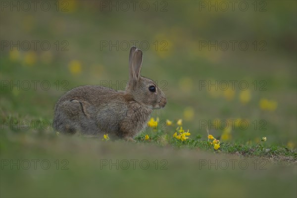 Rabbit (Oryctolagus cuniculus) juvenile baby animal amongst yellow flowers on grassland, Suffolk, England, United Kingdom, Europe