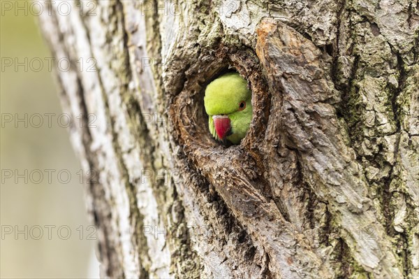 Rose-ringed parakeet (Psittacula krameri) looking out of its breeding den, wildlife, Germany, Europe