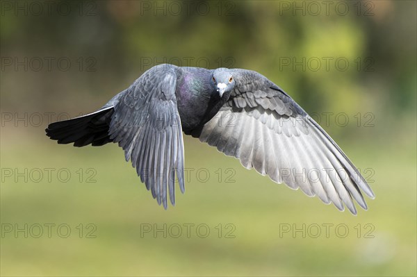 City doves (Columba livia forma domestica) in flight, wildlife, Germany, Europe