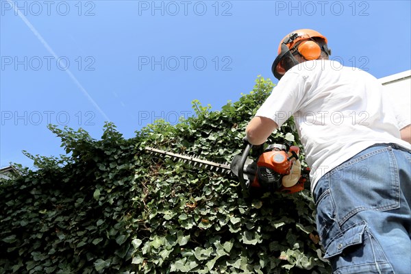 Man cutting hedges and greenery