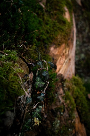 Common ivy (Hedera helix) on a mossy tree trunk, close-up, Neubeuern, Germany, Europe