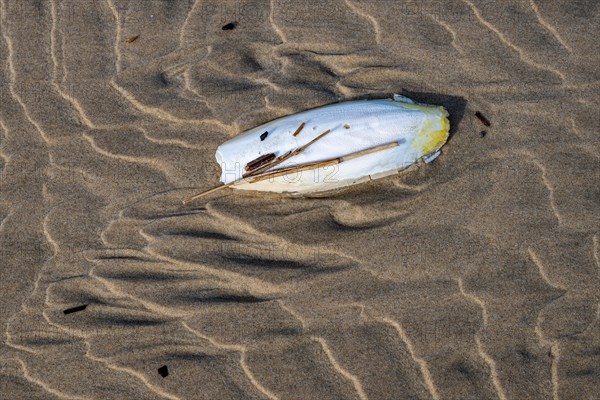 Cuttlefish shell washed up on a sandy beach, buoyant body and inner shell of the European common cuttlefish (Sepia officinalis), Monte Real, Portugal, Europe