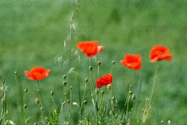 Poppies blurred from wind (Papaver Rhoeas) Italy