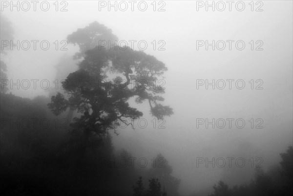 Pine tree in the mist from tradewind, La Palma, Canary Islands, Spain, Europe
