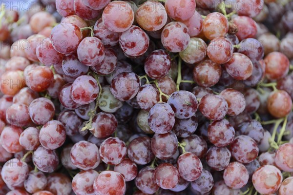 Fresh grapes at a market in Mandalay, Mandalay, Myanmar, Asia