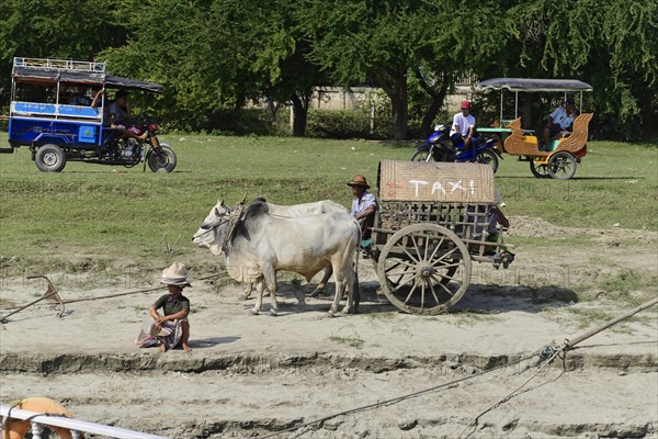 Ox cart on the Irrawaddy, also known as Ayeyarwady, river between Mandalay and Bagan, Myanmar, Asia