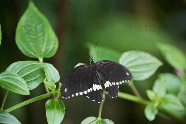 Common Mormon (Papilio polytes) sitting on a leaf, Germany, Europe