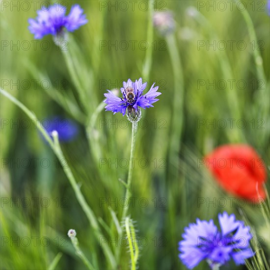 Cornflower (Centaurea cyanus) in a barley field, symbolic photo, organic farming, organic cultivation, Weserbergland, Polle, Lower Saxony, Germany, Europe