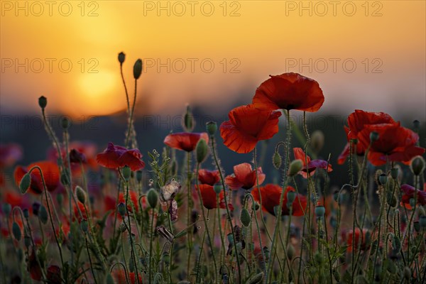 Bright red poppies in a field at sunset with a calming atmosphere, poppy (Papaver) in the sunset