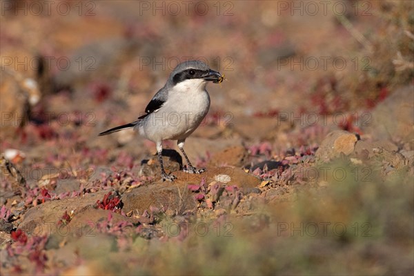 Great Grey Shrike (Lanius excubitor koenigi) with prey, Fuerteventura, Canary Islands, Spain, Europe