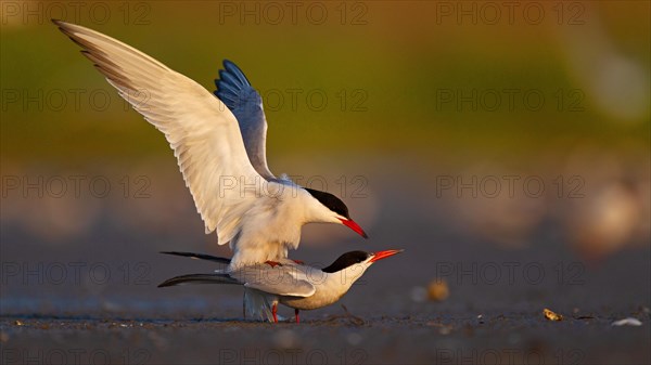 Common Tern (Sterna hirundo), copulation, mating, Danube Delta Biosphere Reserve, Romania, Europe