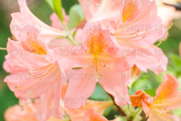 Rhododendron (azalea) flowers of various colors in the spring garden. Closeup. Blurred background