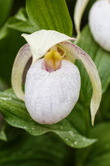 Beautiful orchids of different colors on green background in the garden. Lady's-slipper hybrids. Close up