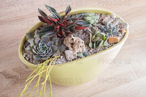 Small succulents in a ceramic pot on a wooden background