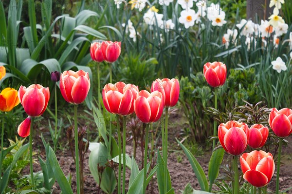 Beautiful rose tulip flowers with green blurred background