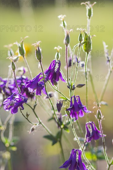 Blooming purple and blue columbine in the garden