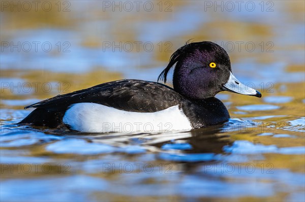 Male of Tufted Duck, Aythya fuligula, bird on water at winter time