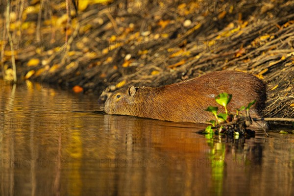 Capybara (Hydrochaeris hydrochaeris) Pantanal Brazil