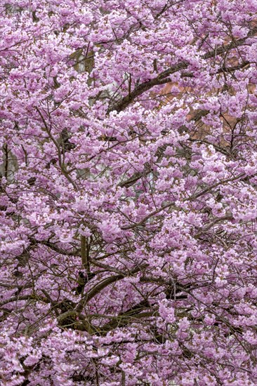 Blossoming apple tree (Malus domestica), pink coloured blossoms, spring, pattern, structure, background, wallpaper, Bavaria, Germany, Europe