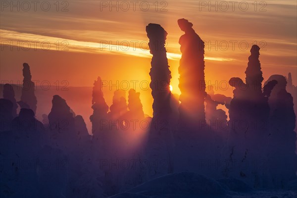 Snow-covered trees at sunset, backlight, tundra, Dalton Highway, Alaska, USA, North America