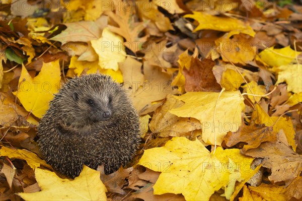 European hedgehog (Erinaceus europaeus) adult animal resting on a pile of fallen autumn leaves, Suffolk, England, United Kingdom, Europe