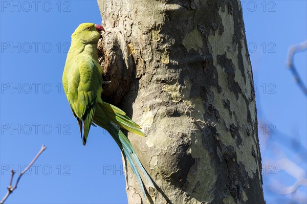 Rose-ringed parakeet (Psittacula krameri) hanging from a tree at the breeding den, wildlife, Germany, Europe